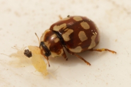 Foto af Attenplettet mariehøne (Myrrha octodecimguttata) | Andet
