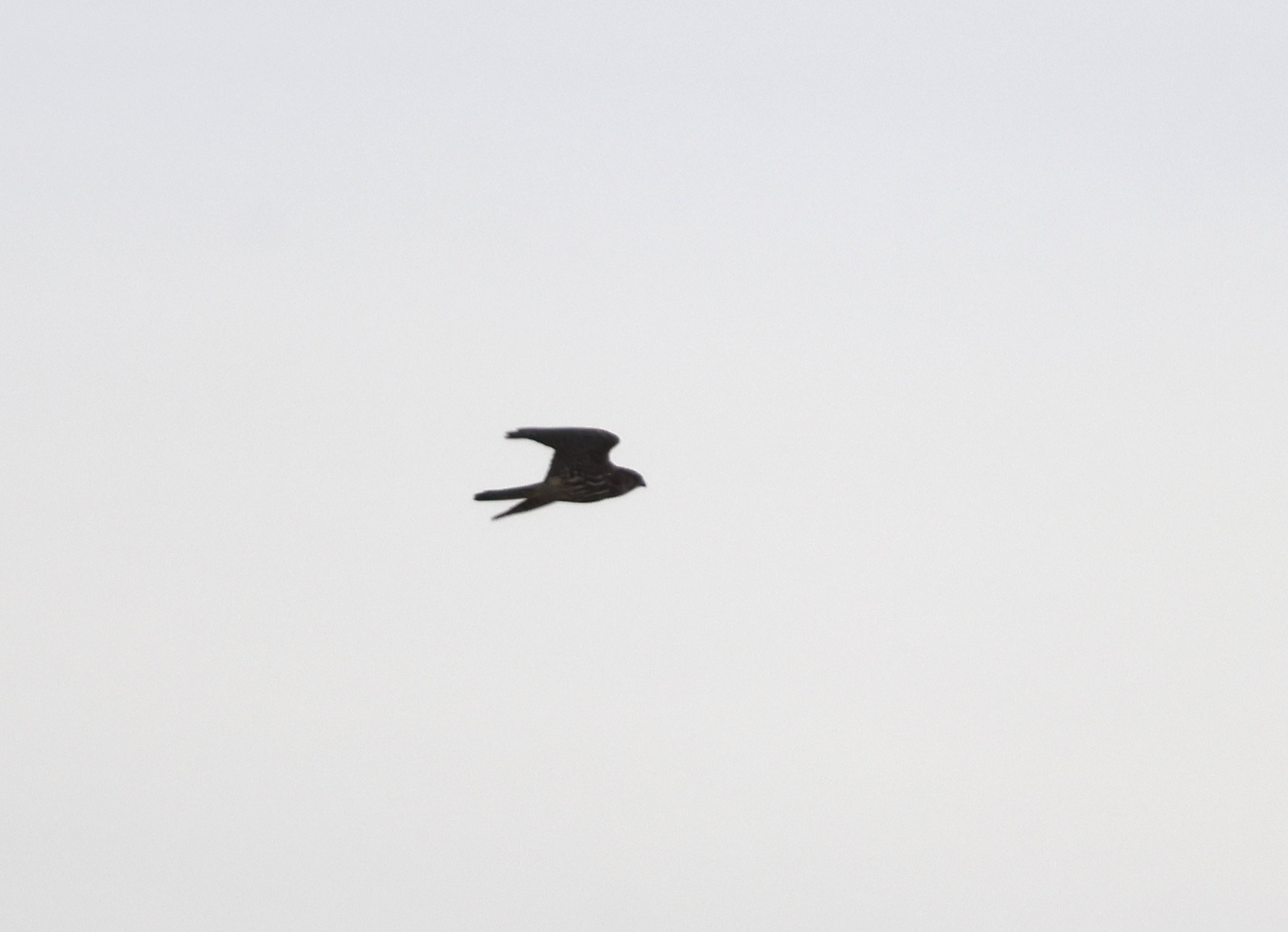 Merlin (Falco columbarius), photo 10
