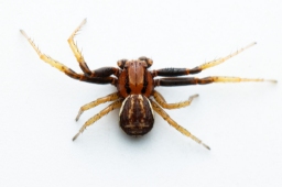 Foto af Xysticus erraticus (Xysticus erraticus) | Han