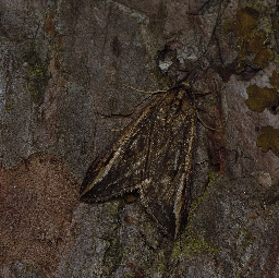 Foto af Stor gyvelmåler (Chesias legatella) | Hun