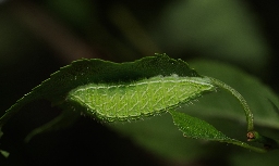 Foto af Guldhale (Thecla betulae) | Larve