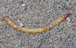 Foto af Ertsfarvet hjertesmælder (Cardiophorus asellus) | Larve