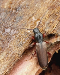 Foto af Lærkebarkbuk (Tetropium gabrieli) | Han