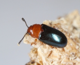 Foto af Triplax aenea (Triplax aenea) | Standardfoto