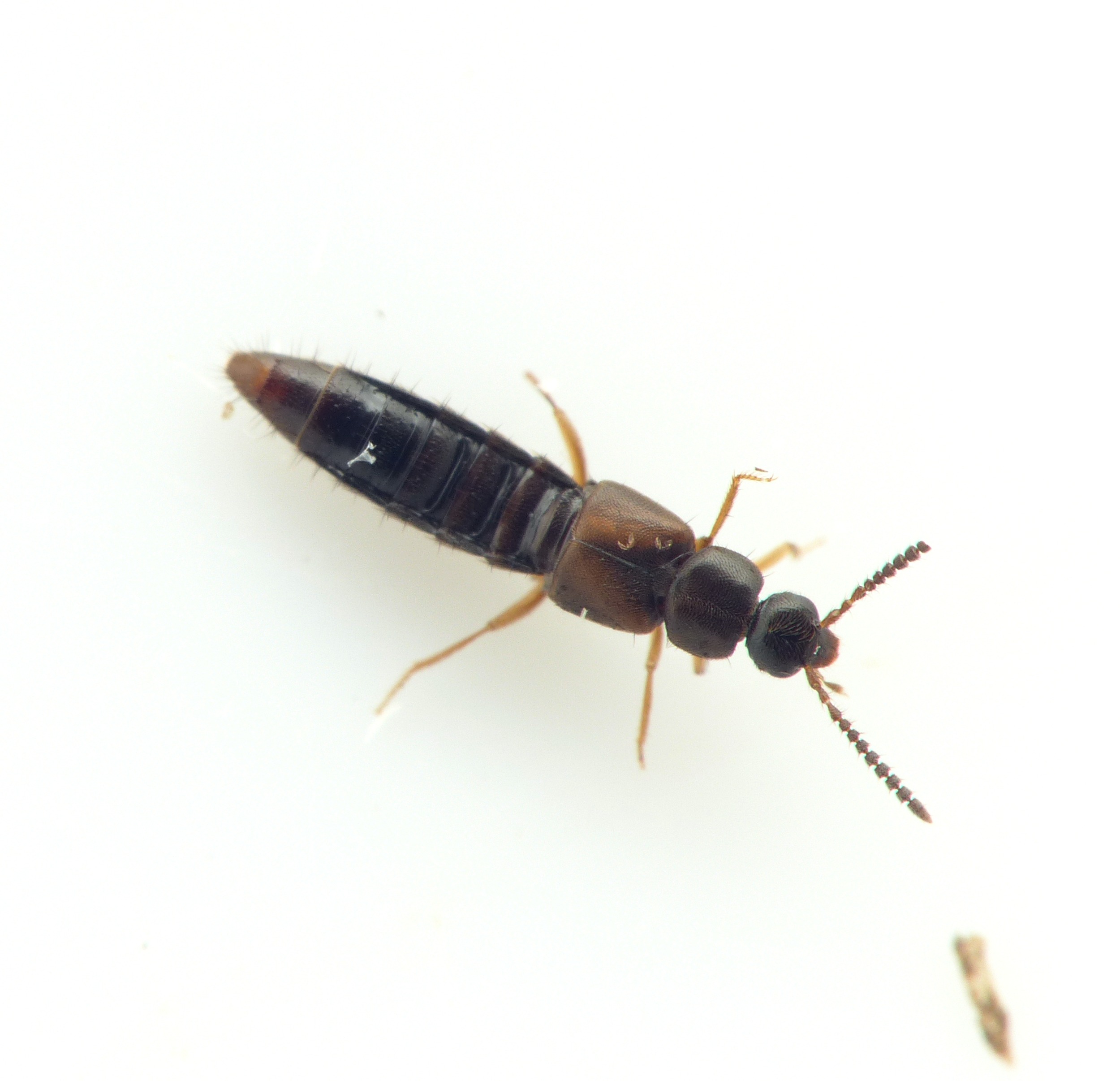 Atheta crassicornis
