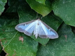 Foto af Buksbomhalvmøl (Cydalima perspectalis) | Standardfoto