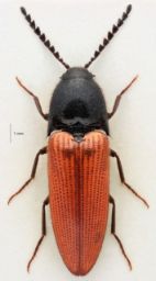 Foto af Ampedus rufipennis (Ampedus rufipennis) | Standardfoto