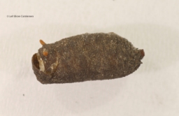 Foto af Stor urtesvirreflue (Cheilosia gigantea) | Puppe