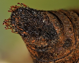 Foto af Sømplet (Aglia tau) | Puppe
