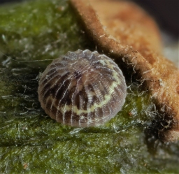 Foto af Sydlig poppel-ordensbånd (Catocala elocata) | Æg