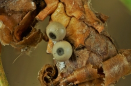 Foto af Gran-nonne (Calliteara abietis) | Æg