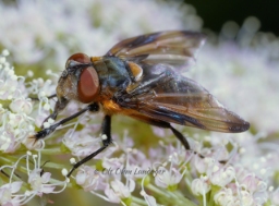 Foto af Blåvinget pragtsnylteflue (Phasia hemiptera) | Standardfoto