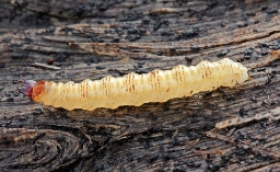Foto af Hololepta plana (Hololepta plana) | Larve