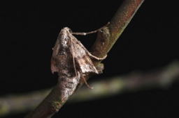 Foto af Slåen-frostmåler (Theria rupicapraria) | Hun