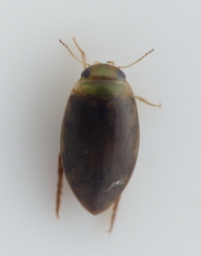 Foto af Laccophilus minutus (Laccophilus minutus) | Standardfoto