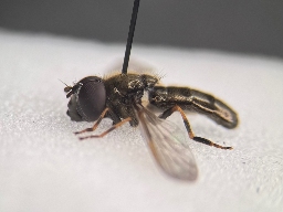 Foto af Tidlig urtesvirreflue (Cheilosia urbanus) | Han