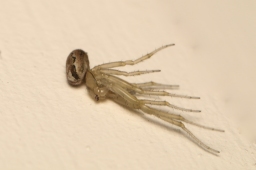 Foto af Grå sektoredderkop (Zygiella x-notata) | Frederik Leck Fischer