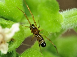 Foto af Væksthus-Æggebæreren (Coleosoma floridanum) | Han