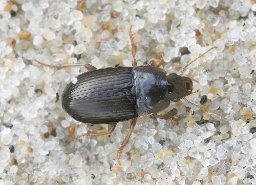 Foto af Flad sandløber (Harpalus servus) | Standardfoto