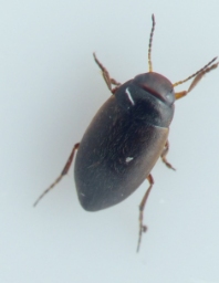 Foto af Hydroporus umbrosus (Hydroporus umbrosus) | Standardfoto
