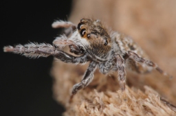 Foto af Bianor albobimaculatus (Bianor albobimaculatus) | Hun