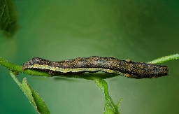 Foto af Tigersnerleugle (Emmelia trabealis) | Larve