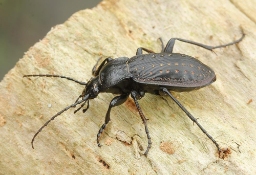 Foto af Guldpletløber (Carabus hortensis) | Standardfoto