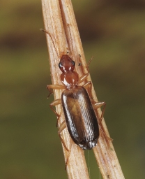 Foto af Fyrrebarkløber (Dromius angustus) | Standardfoto