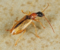 Foto af Demetrias atricapillus (Demetrias atricapillus) | Standardfoto