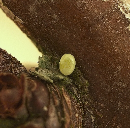 Foto af Slåen-frostmåler (Theria rupicapraria) | Æg