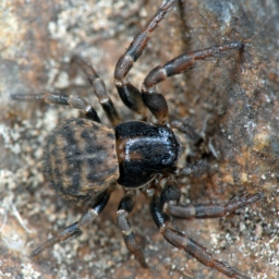 Foto af Ozyptila claveata (Ozyptila claveata) | Hun