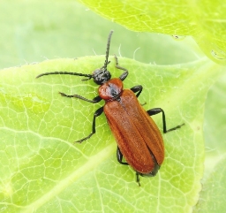 Foto af Lille kardinalbille (Schizotus pectinicornis) | Hun