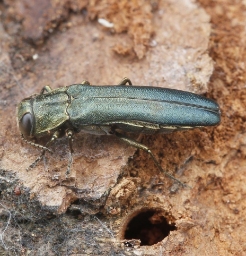 Foto af Stor egepragtbille (Agrilus sulcicollis) | Standardfoto