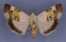Foto af Acontia lucida (Acontia lucida) | Han