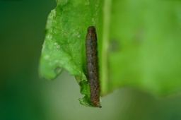 Foto af Almindelig snudeugle (Herminia tarsipennalis) | Larve
