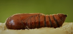 Foto af Rødhovedet overvintringsugle (Conistra erythrocephala) | Puppe
