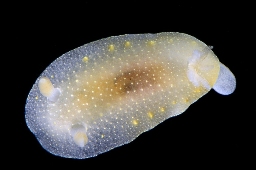 Foto af Cadlina laevis (Cadlina laevis) | Standardfoto