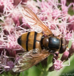 Foto af Gul humlesvirreflue (Volucella inanis) | Han