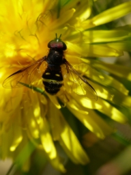 Foto af Bredbåndet skovsvirreflue (Dasysyrphus tricinctus) | Han