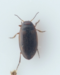 Foto af Hydroporus striola (Hydroporus striola) | Standardfoto
