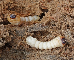 Foto af Brun barkbuk (Arhopalus rusticus) | Larve