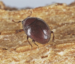 Foto af Brun kuglestumpbille (Abraeus perpusillus) | Standardfoto
