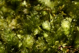 Foto af Kruset fladmos (Neckera crispa)