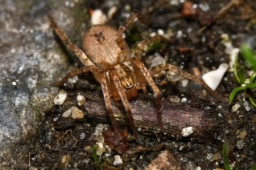 Foto af Summeedderkop (Anyphaena accentuata) | Hun
