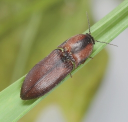 Foto af Sericus brunneus (Sericus brunneus) | Standardfoto