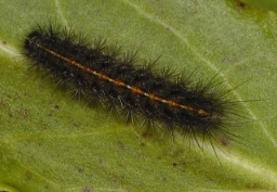 Foto af Rødfrynset bjørn (Diacrisia sannio) | Larve