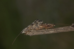 Foto af Agrypnia varia (Agrypnia varia) | Per Stadel Nielsen