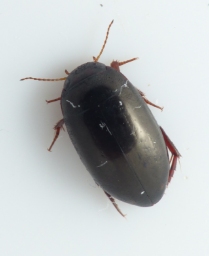 Foto af Agabus unguicularis (Agabus unguicularis) | Standardfoto