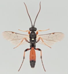 Foto af Barichneumon chionomus (Barichneumon chionomus) | Malcolm Storey 