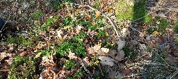 Foto af Hahnia ononidum (Hahnia ononidum) | Mikro-habitatet i Kristinebjerg skov